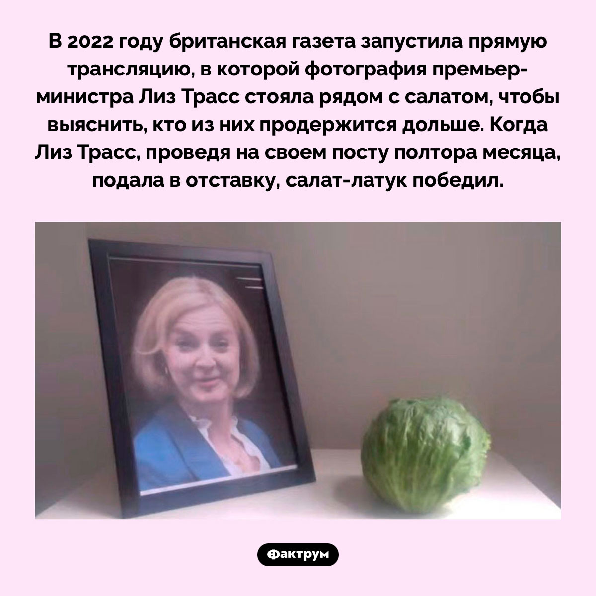 Лиз Трасс и салат-латук. В 2022 году британская газета запустила прямую трансляцию, в которой фотография премьер-министра Лиз Трасс стояла рядом с салатом, чтобы выяснить, кто из них продержится дольше. Когда Лиз Трасс, проведя на своем посту полтора месяца, подала в отставку, салат-латук победил.