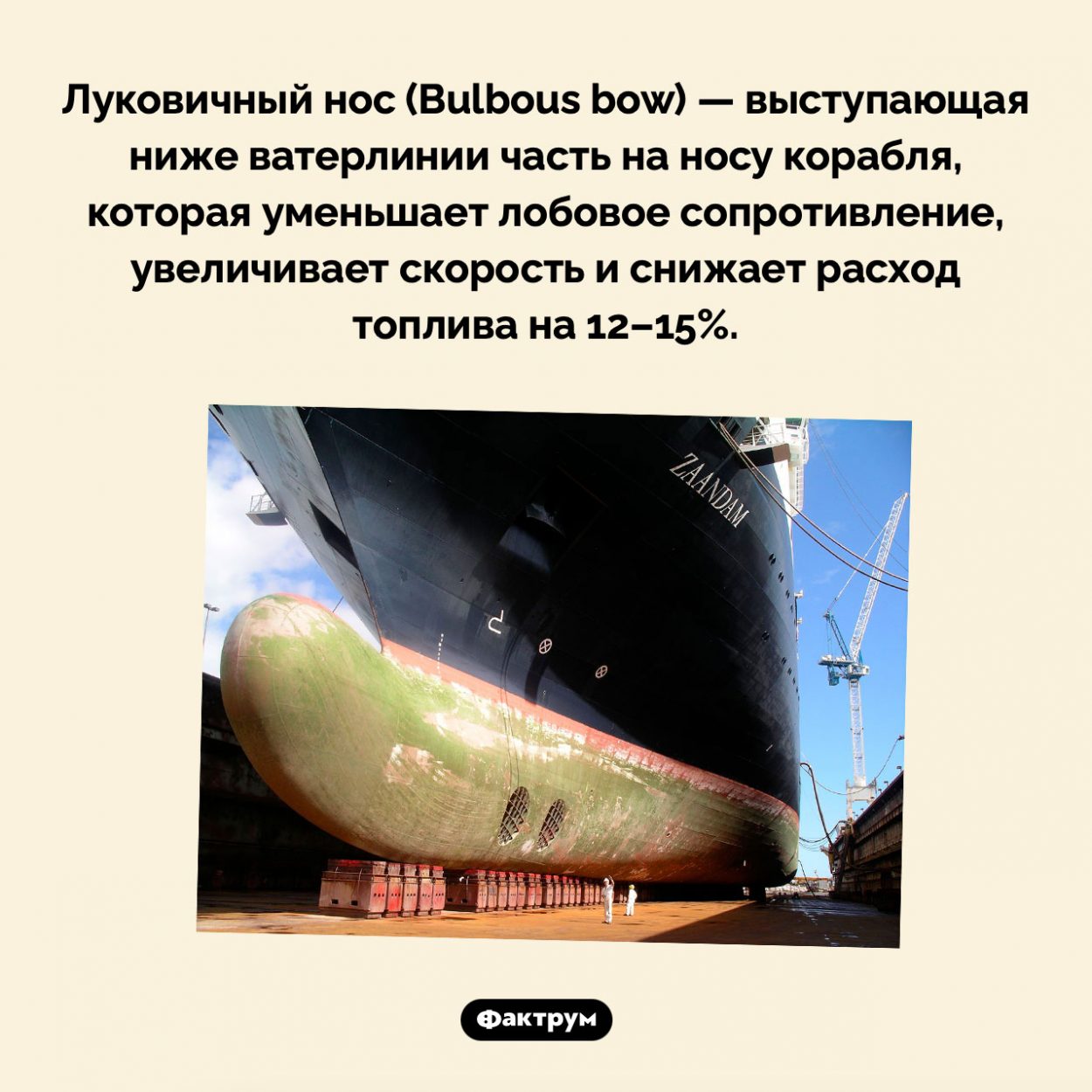 Луковичный нос корабля. Луковичный нос (Bulbous bow) — выступающая ниже ватерлинии часть на носу корабля, которая уменьшает лобовое сопротивление, увеличивает скорость и снижает расход топлива на 12–15%.