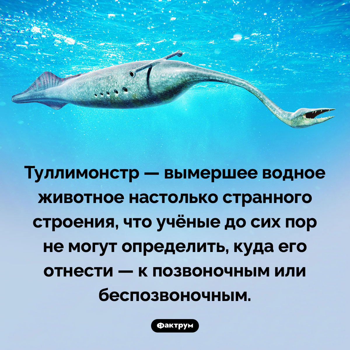 Очень странный туллимонстр. Туллимонстр — вымершее водное животное настолько странного строения, что учёные до сих пор не могут определить, куда его отнести — к позвоночным или беспозвоночным.