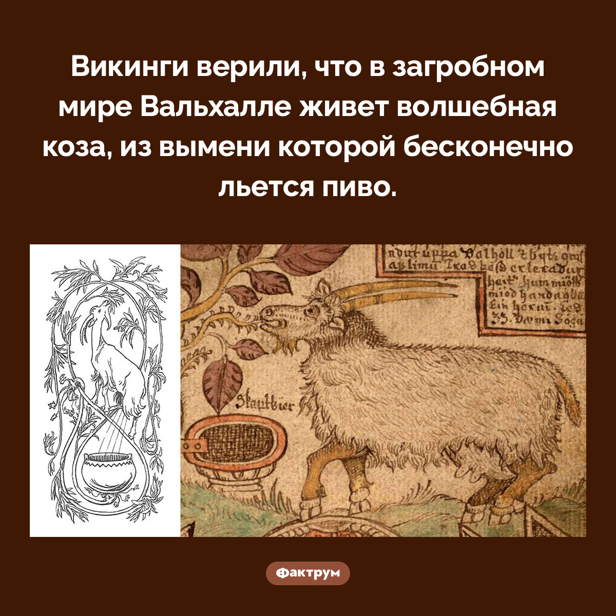 Пивная коза Вальхаллы. Викинги верили, что в загробном мире Вальхалле живет волшебная коза, из вымени которой бесконечно льется пиво.