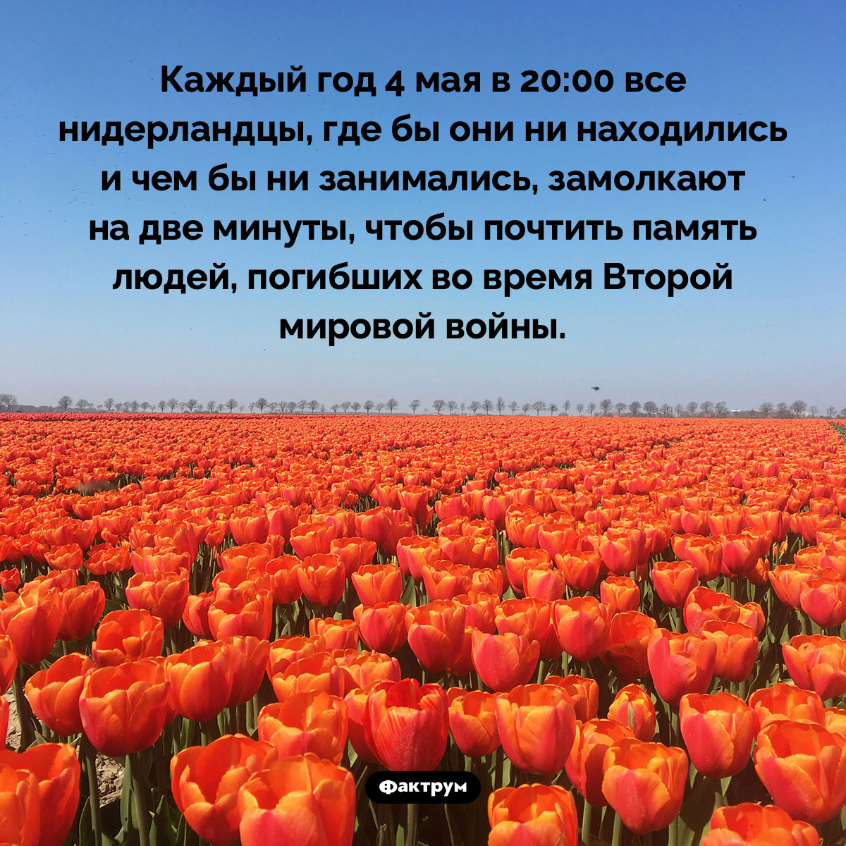 Почему нидерландцы 4 мая в 20:00 замолкают всей страной. Каждый год 4 мая в 20:00 все нидерландцы, где бы они ни находились и чем бы ни занимались, замолкают на две минуты, чтобы почтить память людей, погибших во время Второй мировой войны.