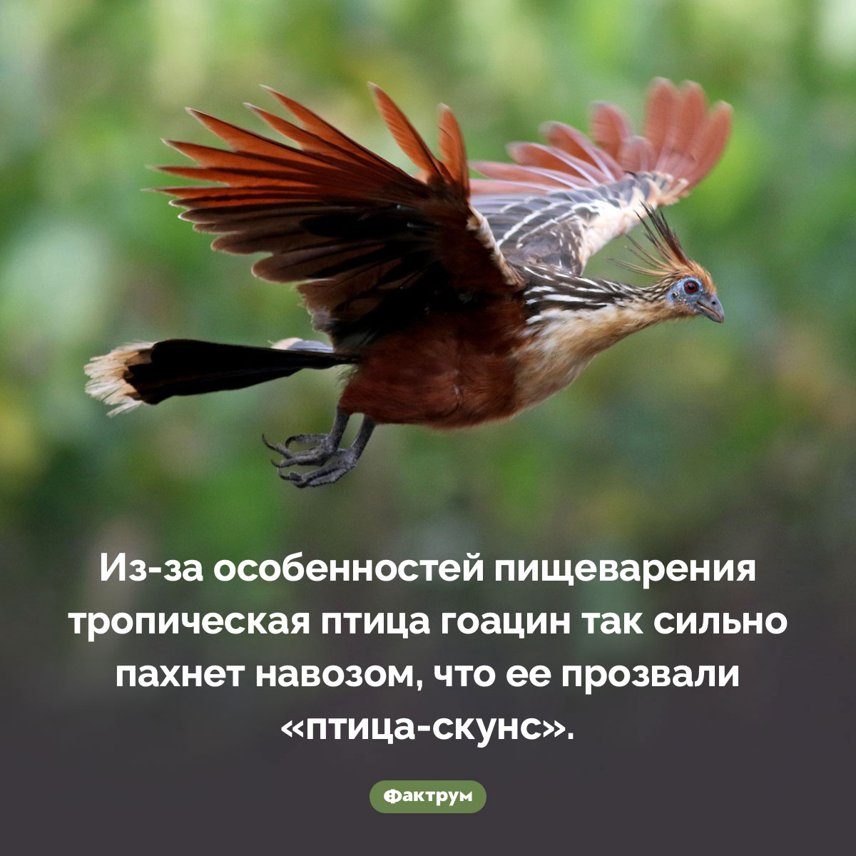 Птица, которую прозвали скунсом. Из-за особенностей пищеварения тропическая птица гоацин так сильно пахнет навозом, что ее прозвали «птица-скунс».