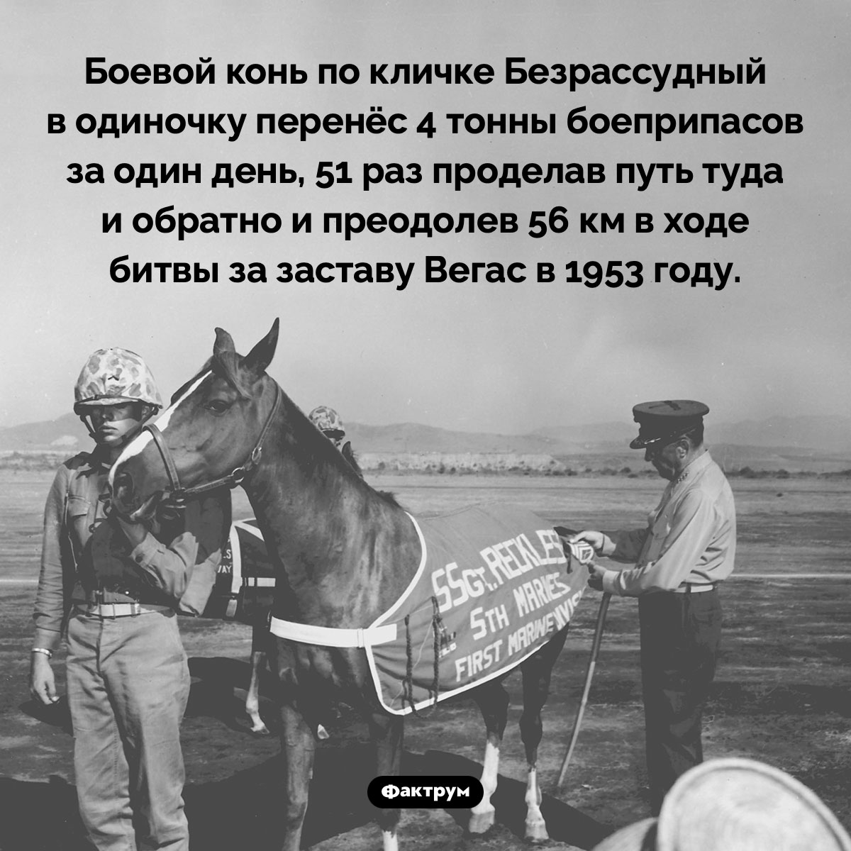 Сержант Безрассудный. Боевой конь по кличке Безрассудный в одиночку перенёс 4 тонны боеприпасов за один день, 51 раз проделав путь туда и обратно и преодолев 56 км в ходе битвы за заставу Вегас в 1953 году.