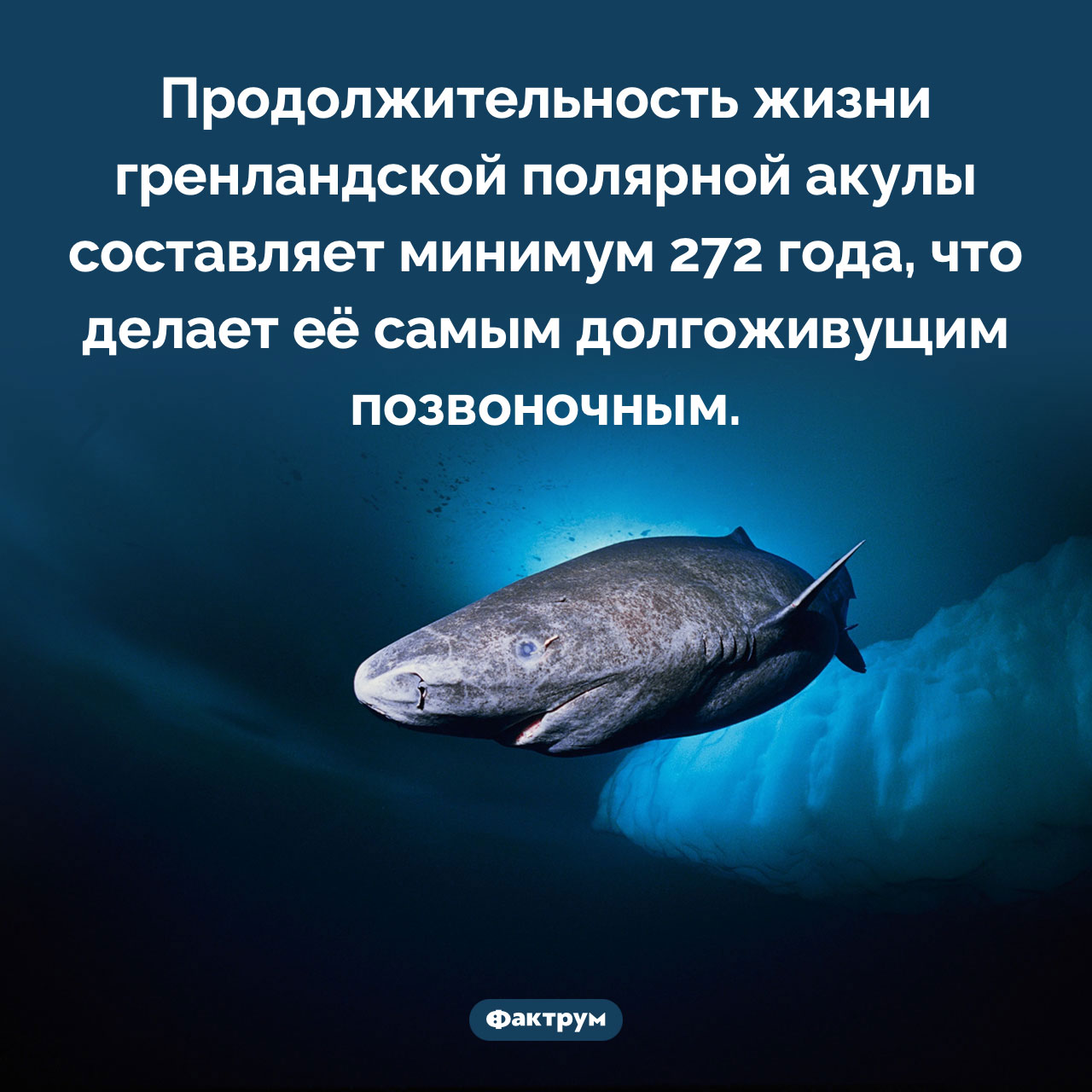 Акула-долгожитель