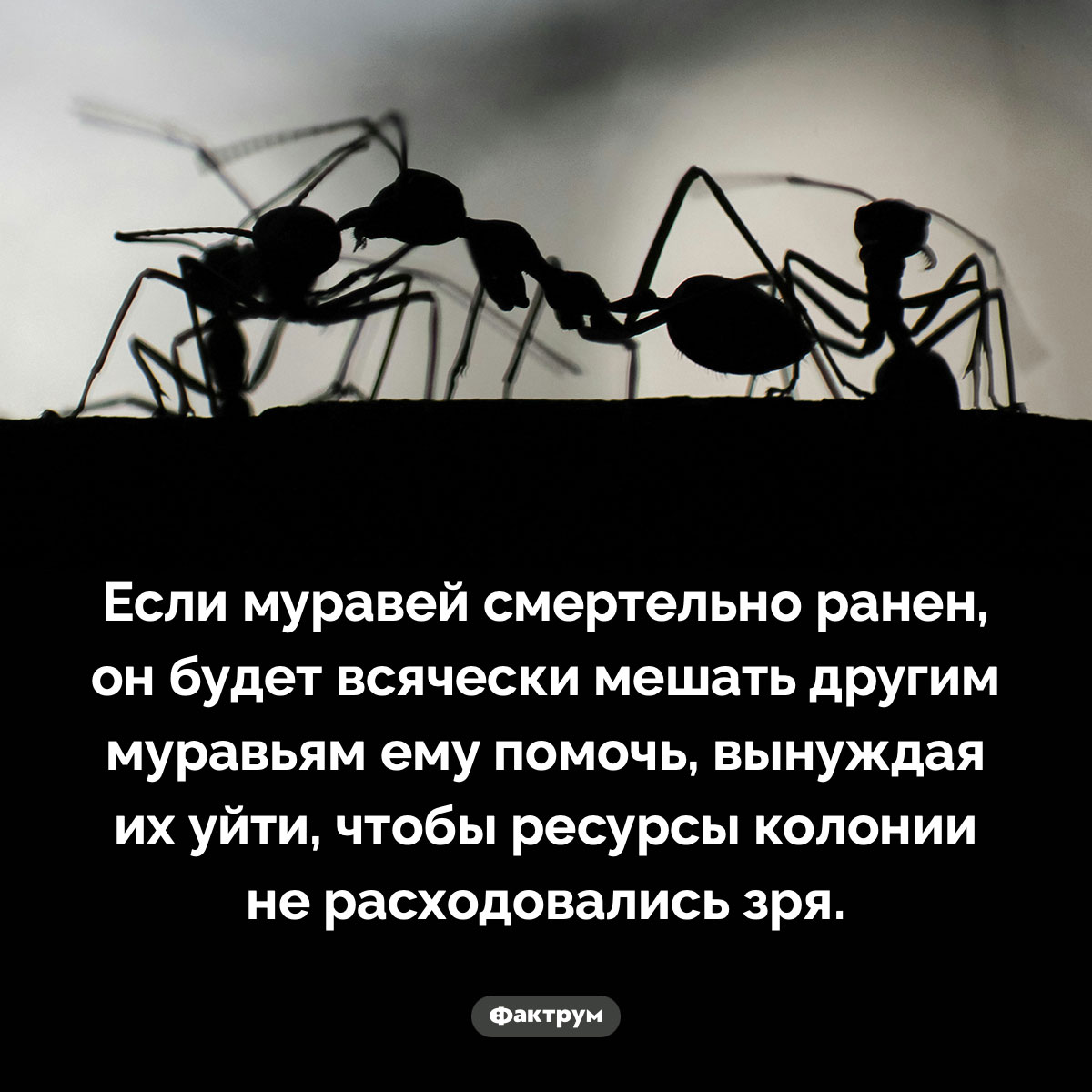 Смертельно раненый муравей просит других муравьёв бросить его. Если муравей смертельно ранен, он будет всячески мешать другим муравьям ему помочь, вынуждая их уйти, чтобы ресурсы колонии не расходовались зря.