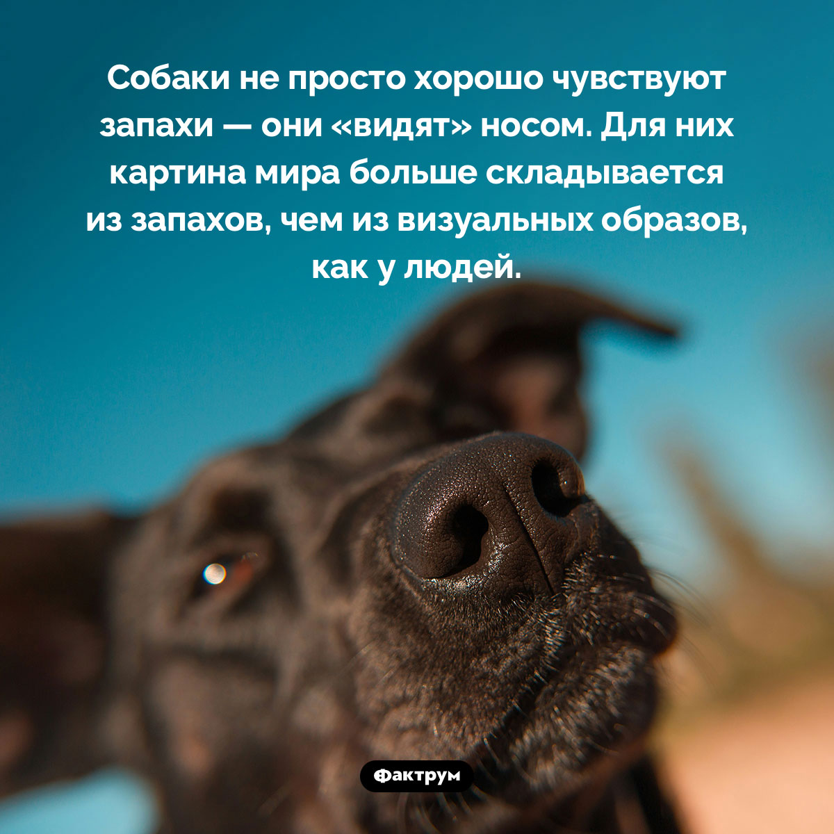 Собаки «видят» носом. Собаки не просто хорошо чувствуют запахи — они «видят» носом. Для них картина мира больше складывается из запахов, чем из визуальных образов, как у людей.