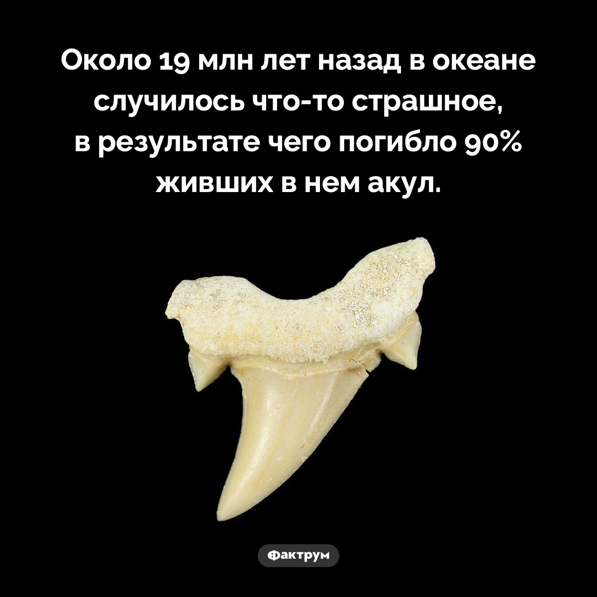 Событие, уничтожившее почти всех акул. Около 19 млн лет назад в океане случилось что-то страшное, в результате чего погибло 90% живших в нем акул.