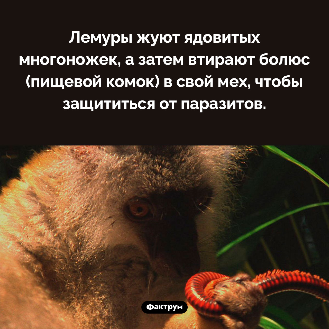 Зачем лемуры жуют многоножек
