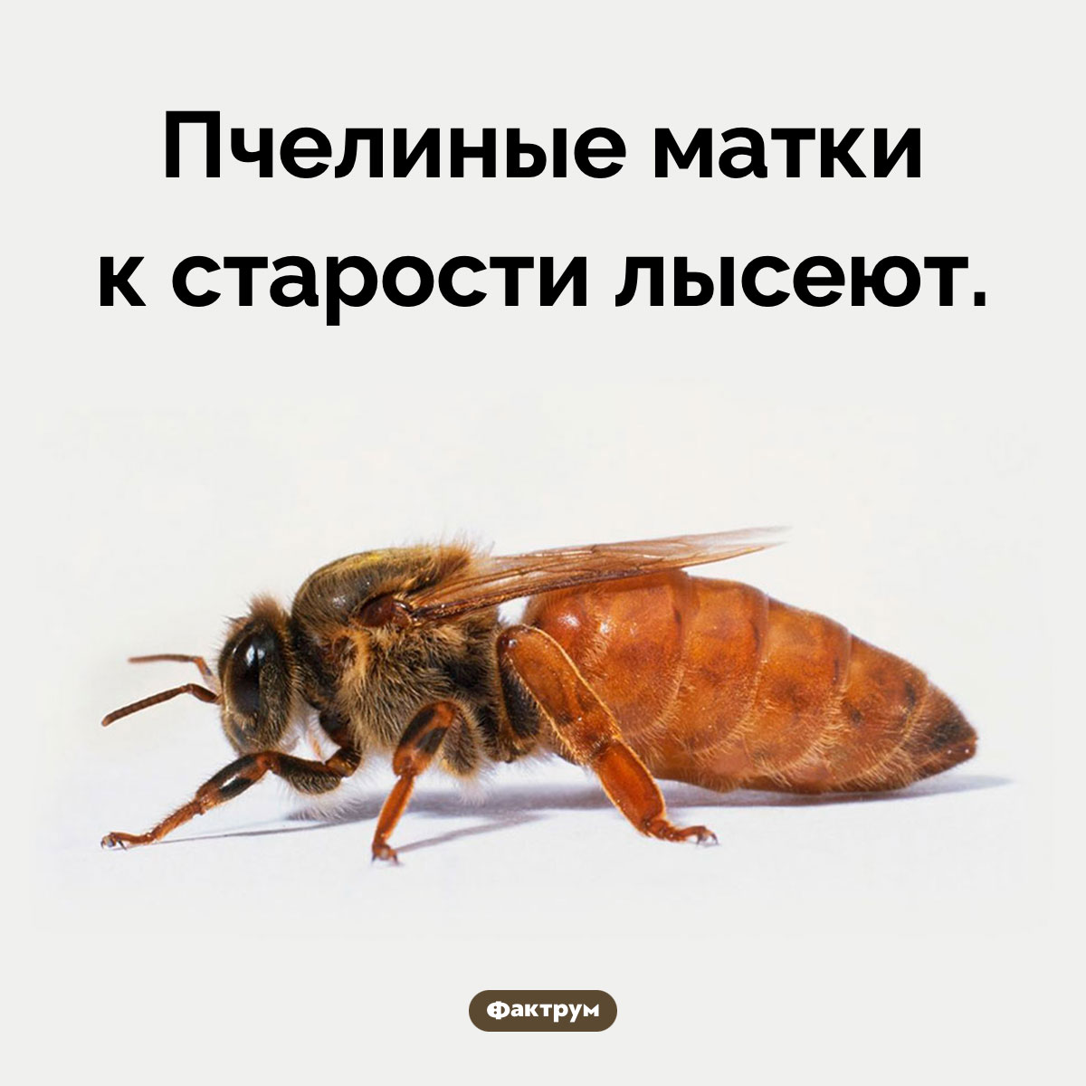Лысые матки. Пчелиные матки к старости лысеют.