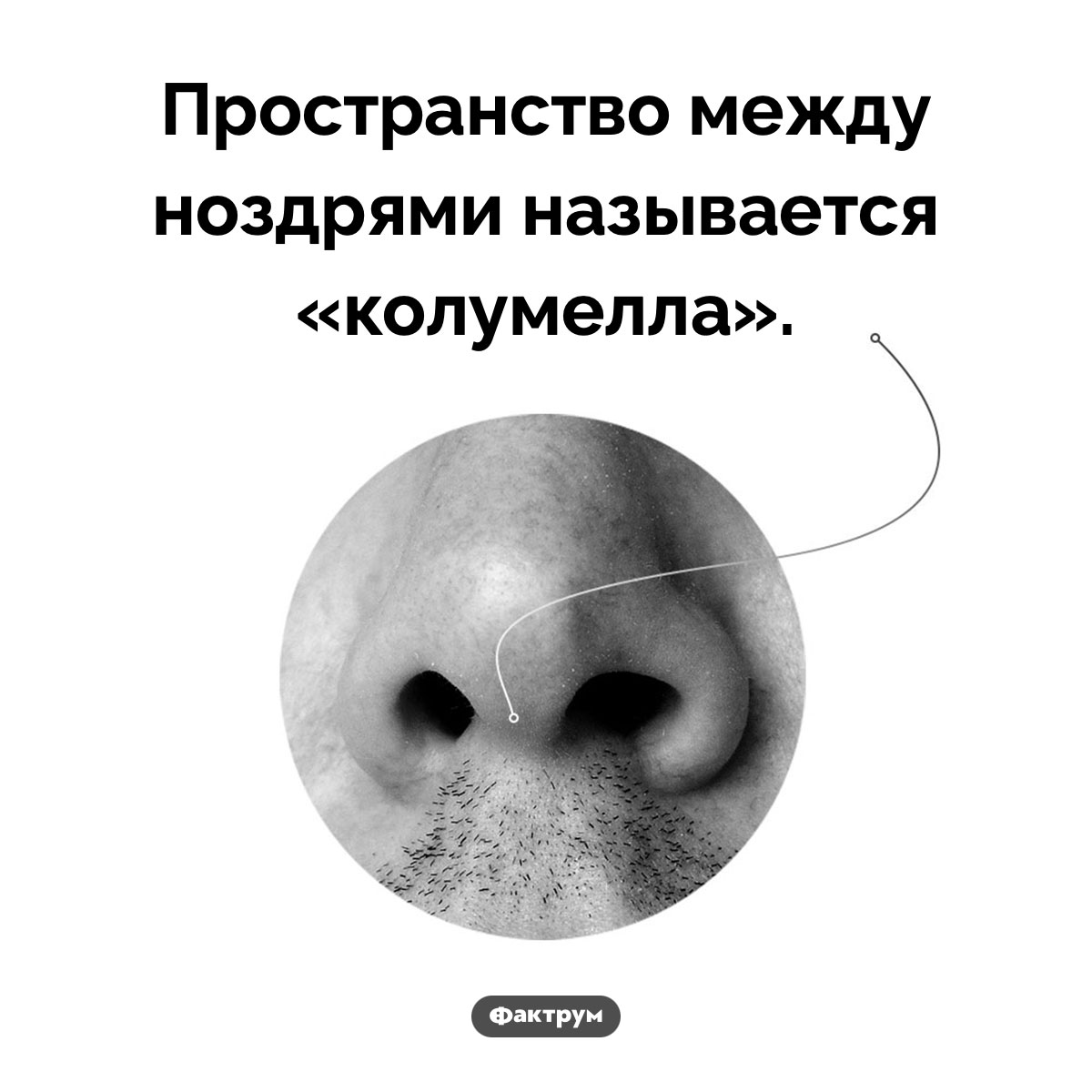 Что находится между ноздрями. Пространство между ноздрями называется «колумелла».