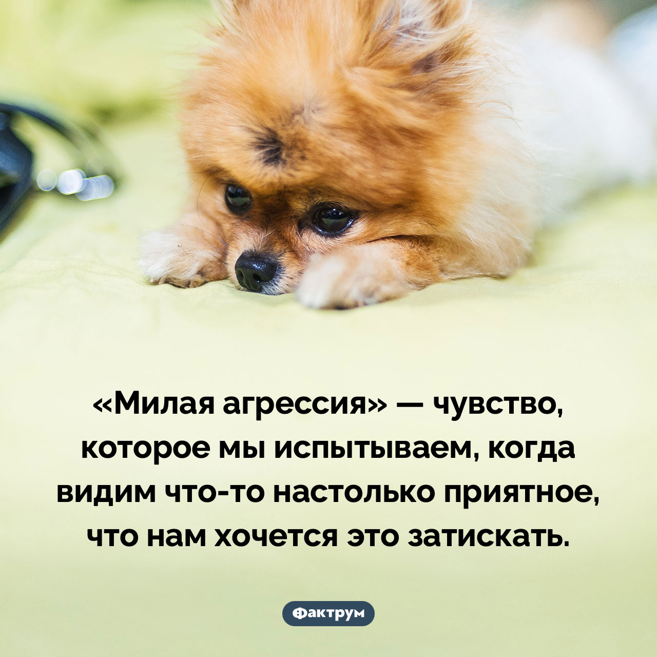 Что такое «милая агрессия»