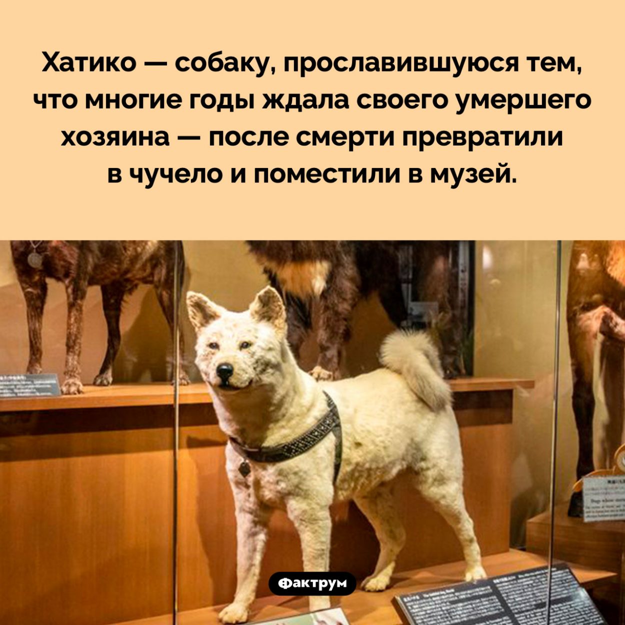 Чучело Хатико. Хатико — собаку, прославившуюся тем, что многие годы ждала своего умершего хозяина — после смерти превратили в чучело и поместили в музей.