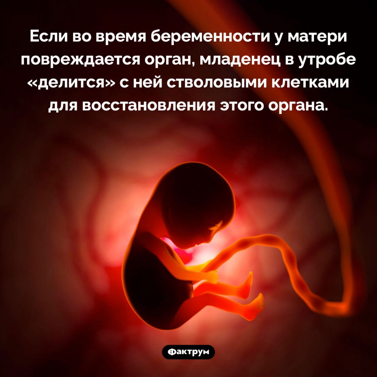 Как младенец в утробе лечит мать. Если во время беременности у матери повреждается орган, младенец в утробе «делится» с ней стволовыми клетками для восстановления этого органа.