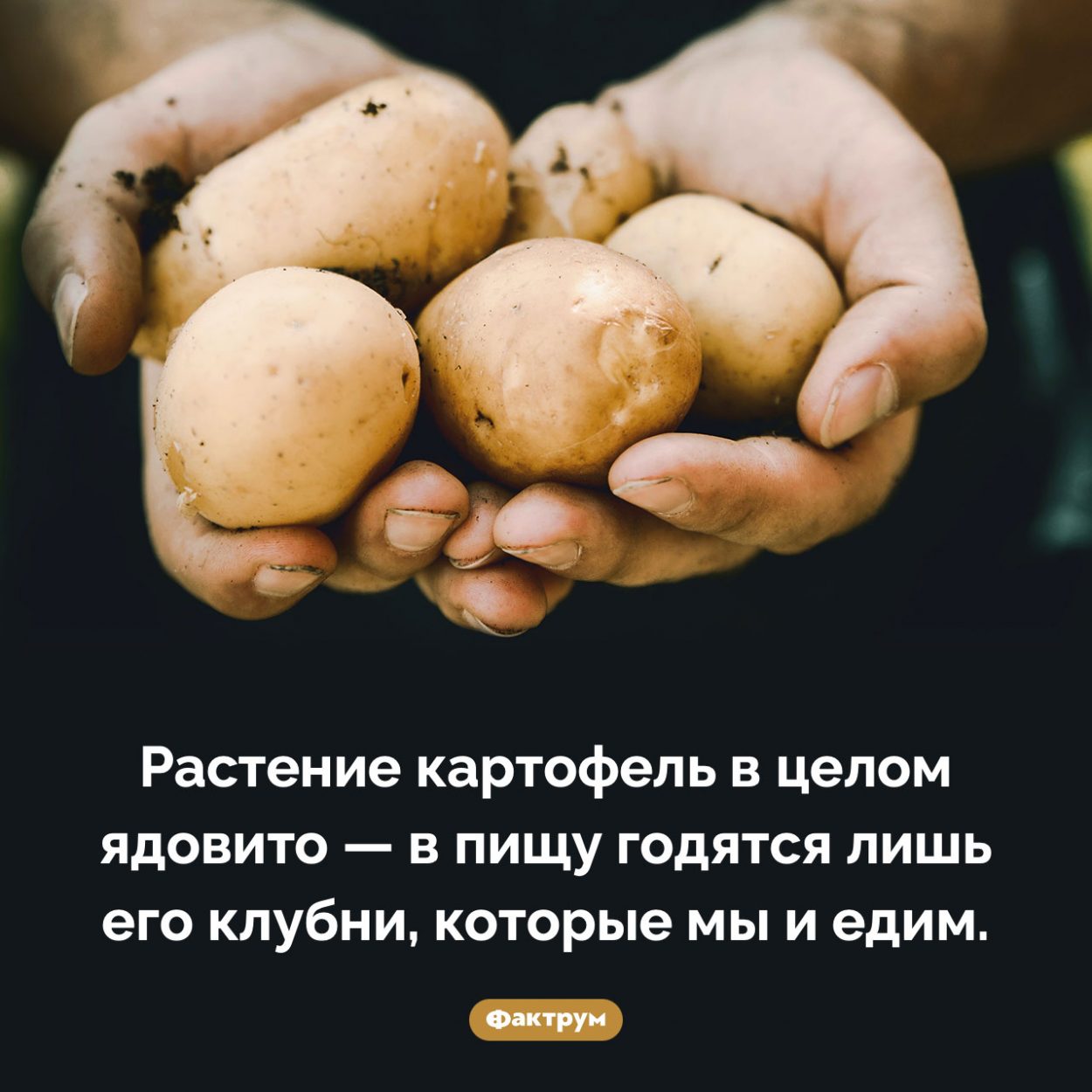 Ядовитый картофель. Растение картофель в целом ядовито — в пищу годятся лишь его клубни, которые мы и едим.