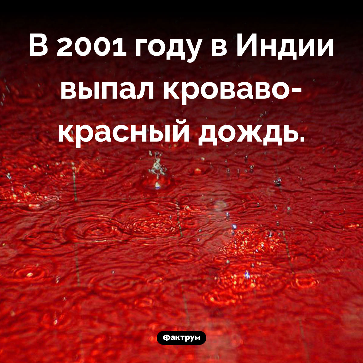 Кровавый индийский дождь. В 2001 году в Индии выпал кроваво-красный дождь.