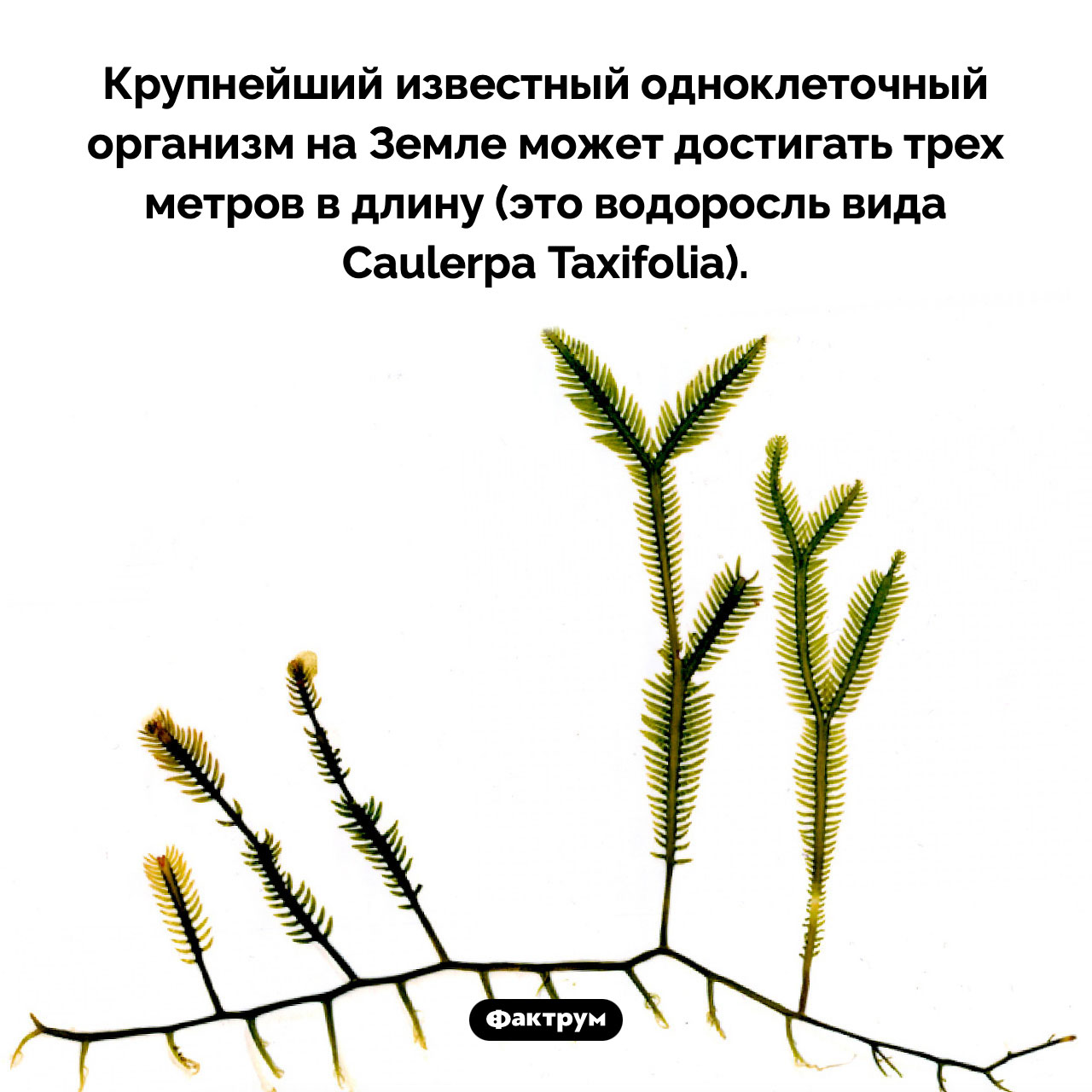 Крупнейший одноклеточный организм