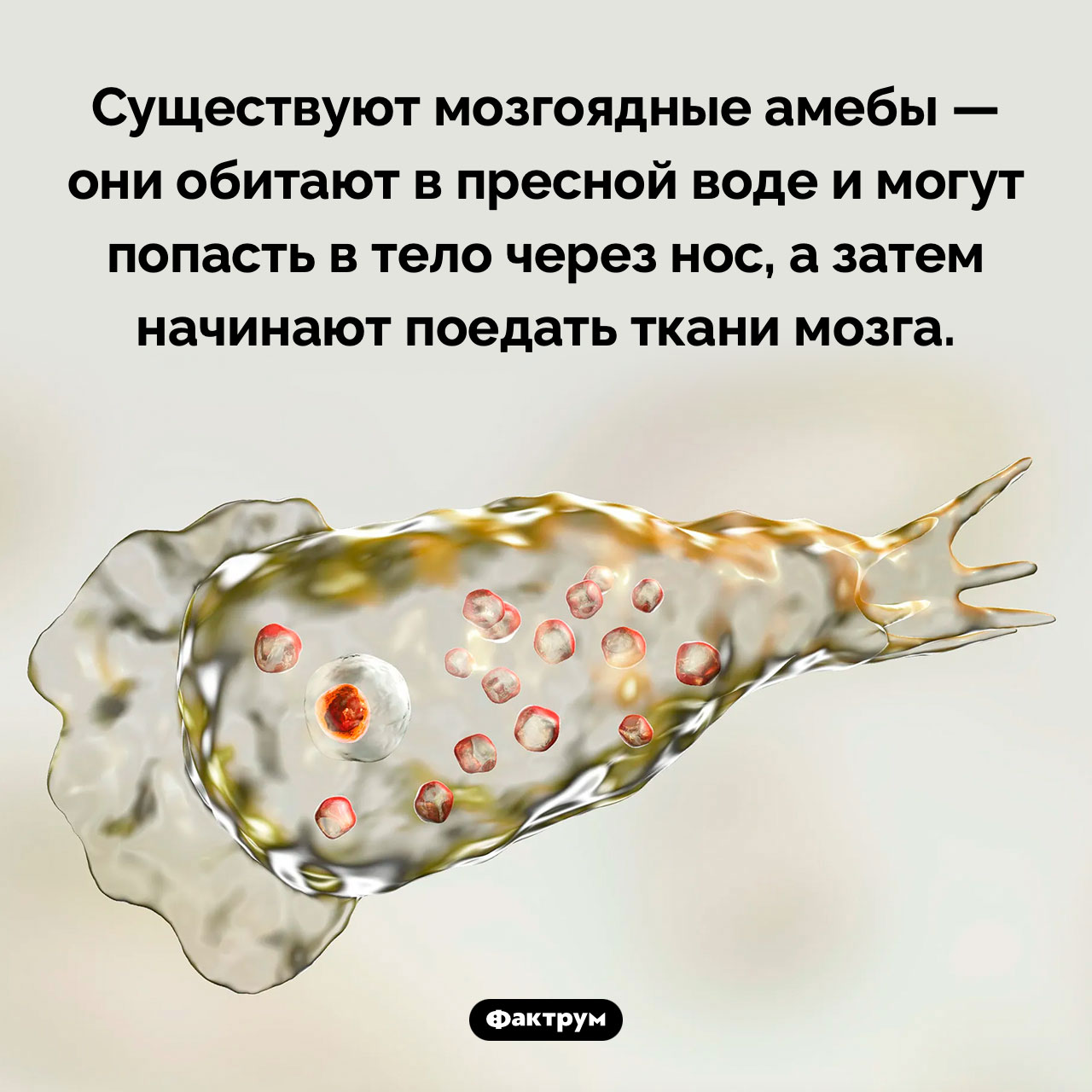Мозгоядные амебы