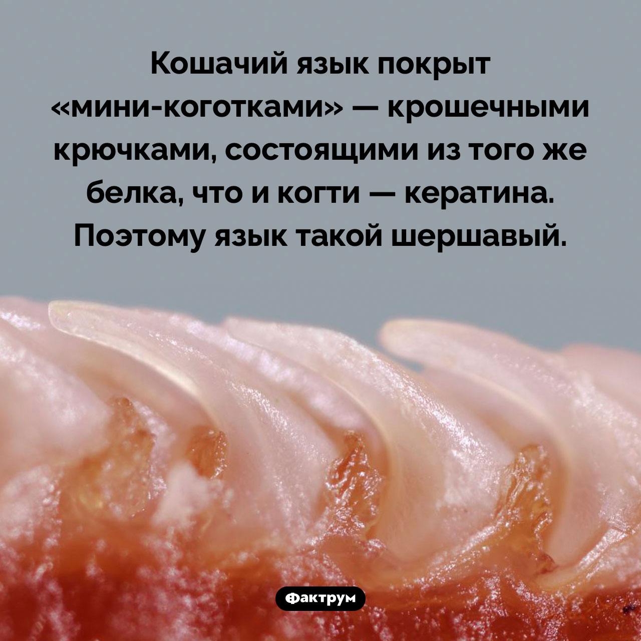 Особенность кошачьего языка