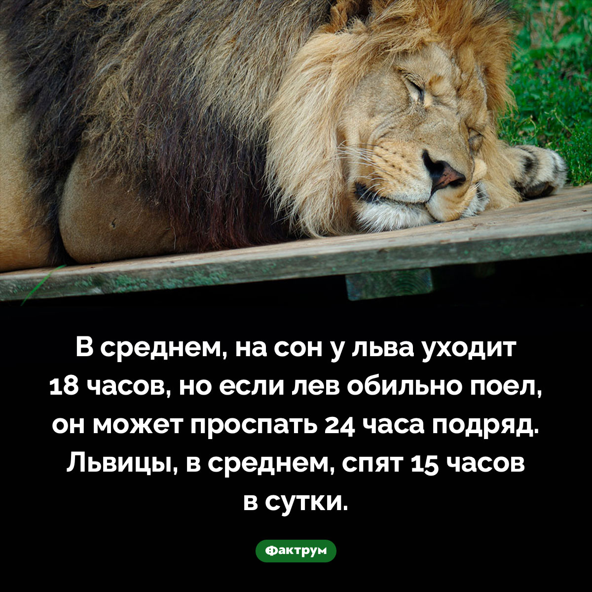 Сытый лев может проспать 24 часа подряд. В среднем, на сон у льва уходит 18 часов, но если лев обильно поел, он может проспать 24 часа подряд. Львицы, в среднем, спят 15 часов в сутки.