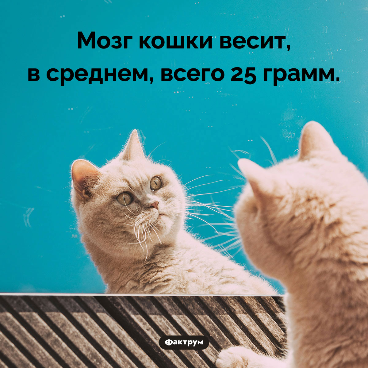 У кошек очень маленький мозг. Мозг кошки весит, в среднем, всего 25 грамм.