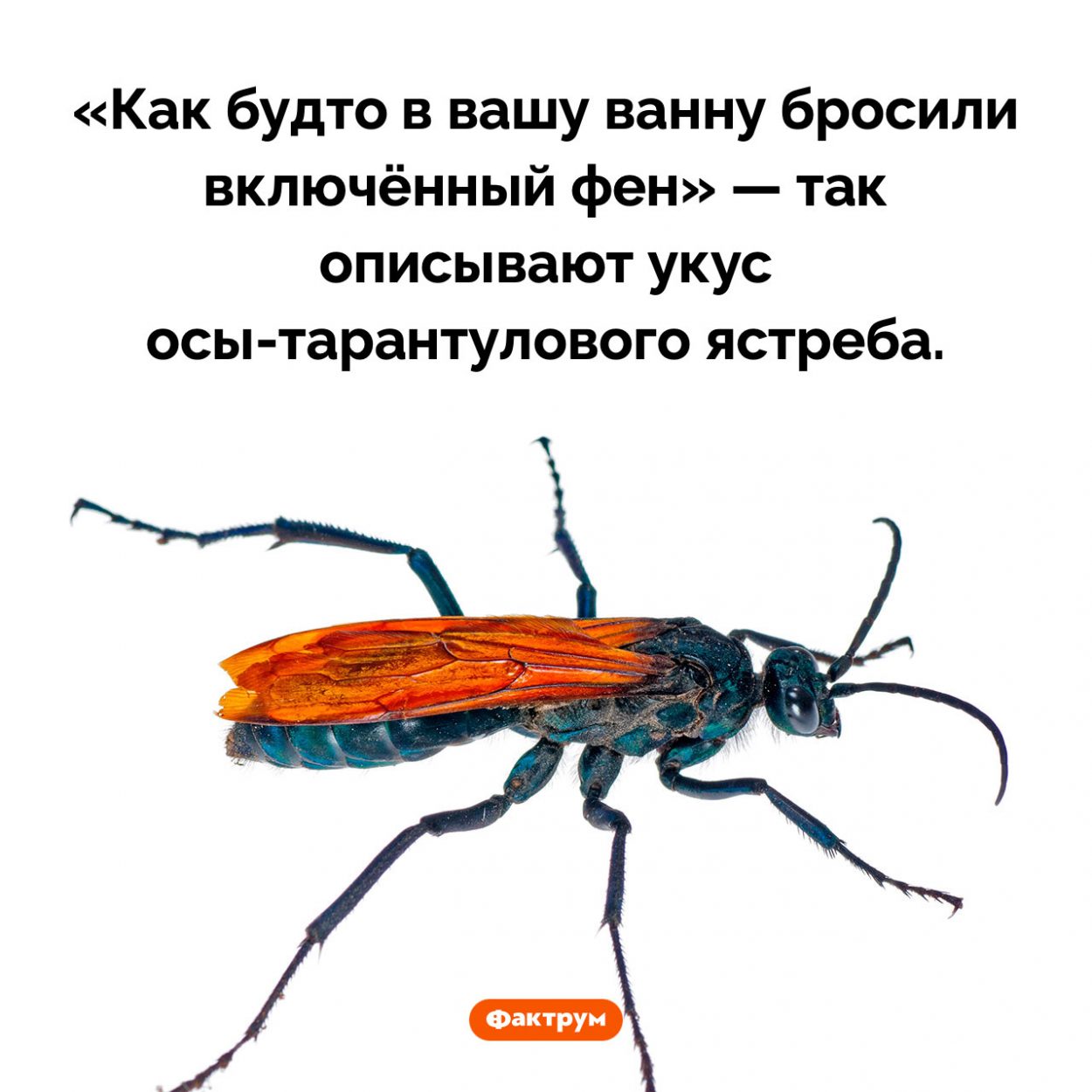 Укус осы-тарантулового ястреба очень болезнен. «Как будто в вашу ванну бросили включённый фен» — так описывают укус осы-тарантулового ястреба.