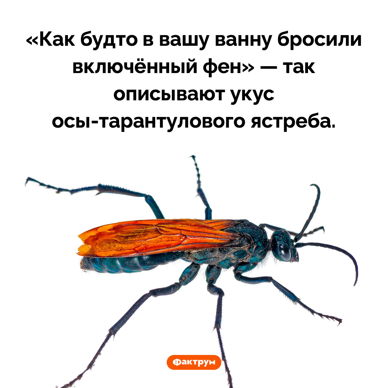 Укус осы-тарантулового ястреба очень болезнен