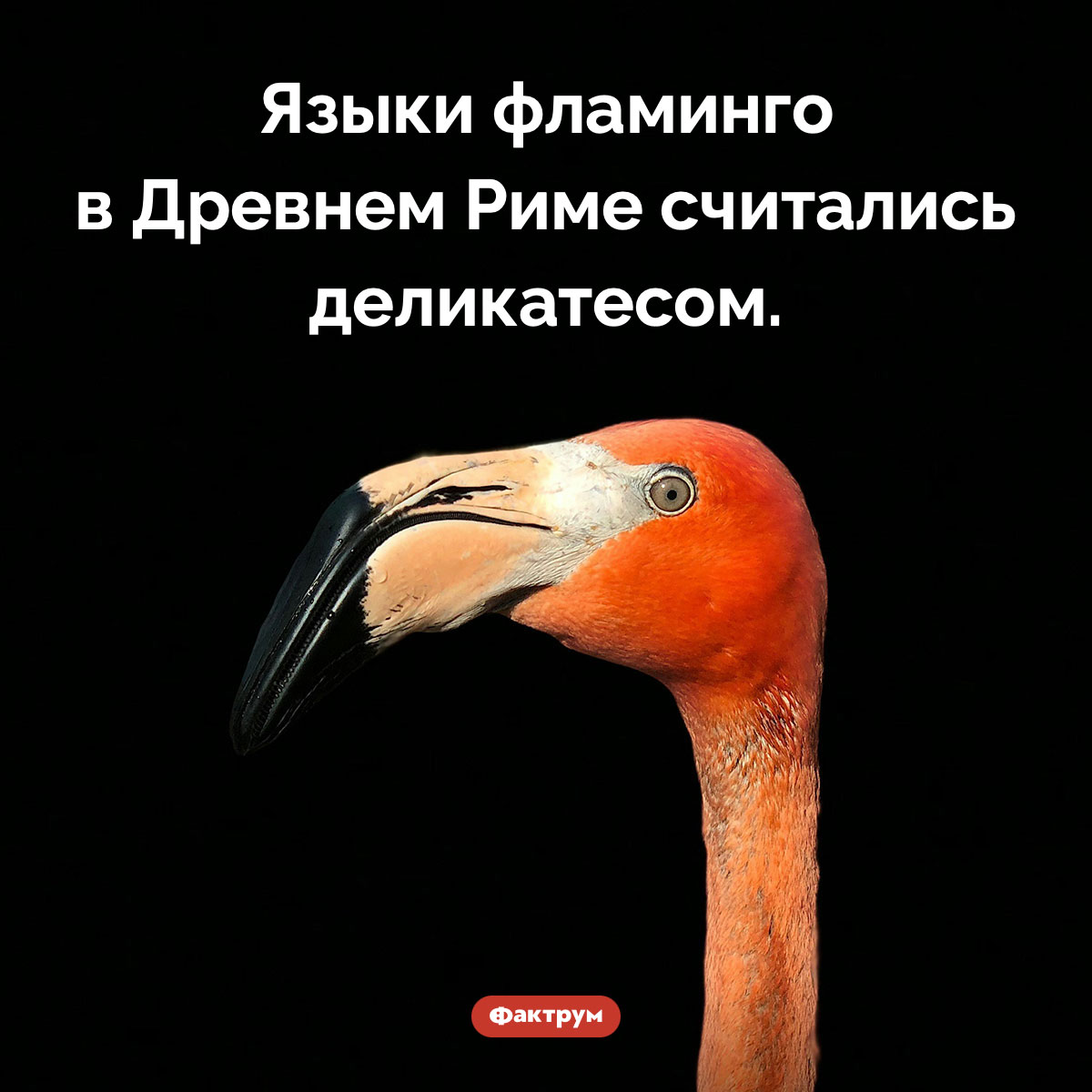 Вкусные языки фламинго. Языки фламинго в Древнем Риме считались деликатесом.