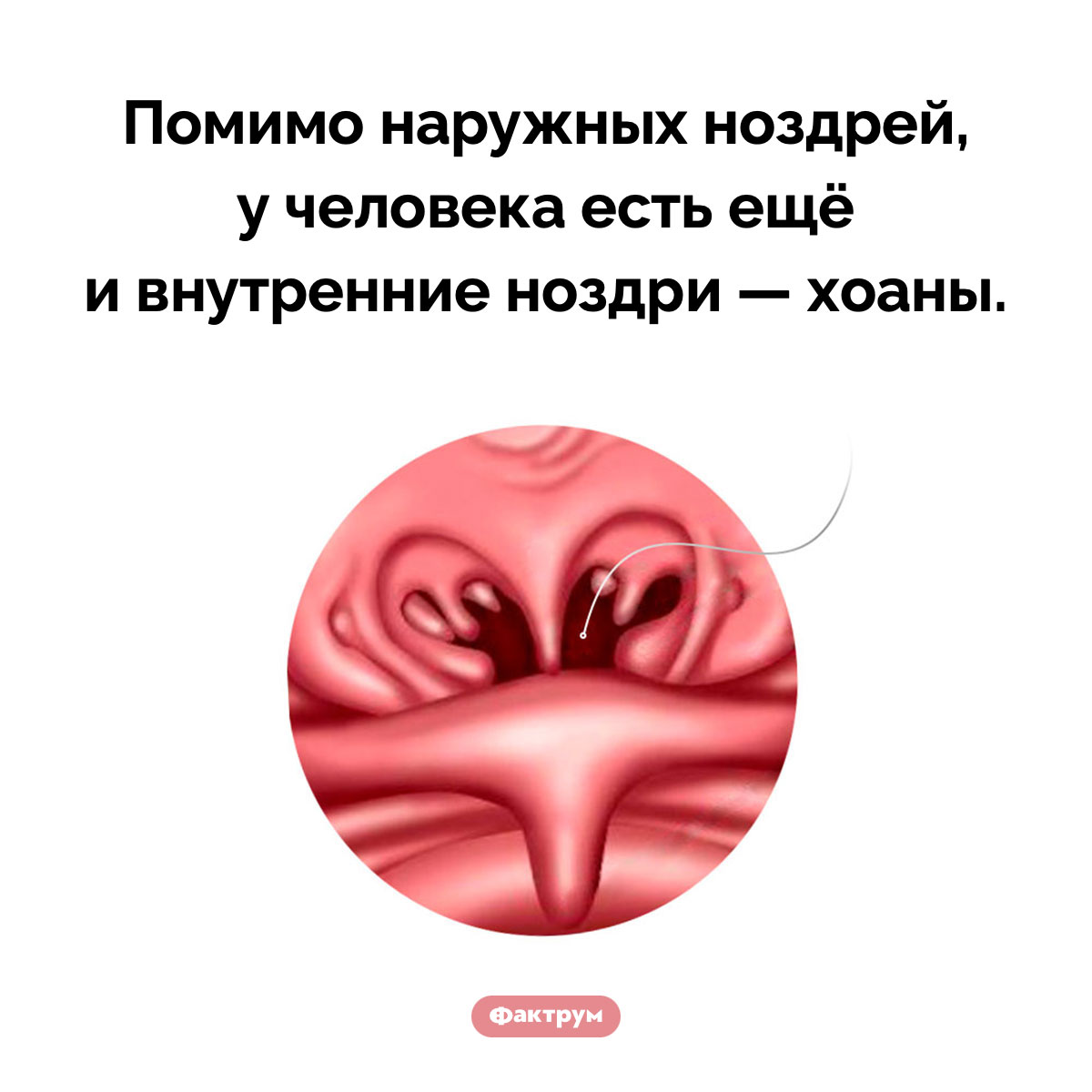 Внутренние ноздри. Помимо наружных ноздрей, у человека есть ещё и внутренние ноздри — хоаны.