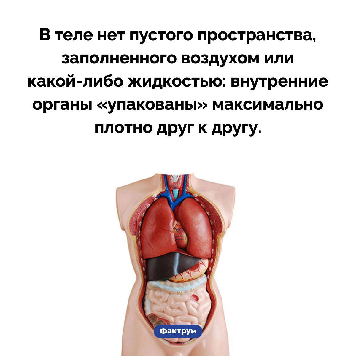 Что находится между органами. В теле нет пустого пространства, заполненного воздухом или какой-либо жидкостью: внутренние органы «упакованы» максимально плотно друг к другу.