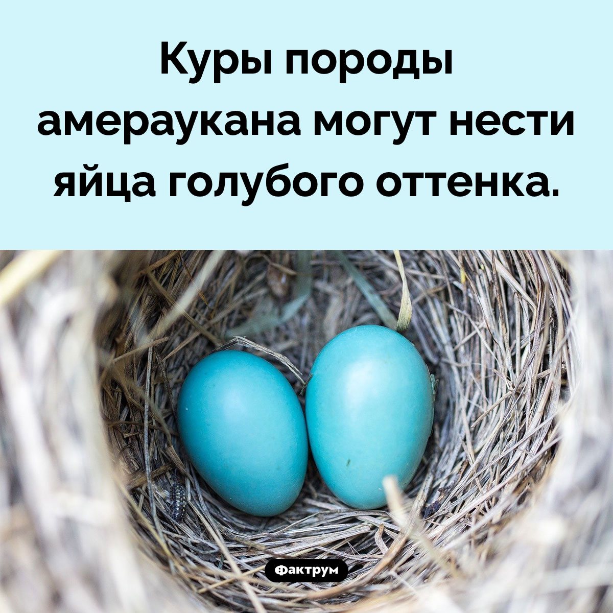 Голубые куриные яйца