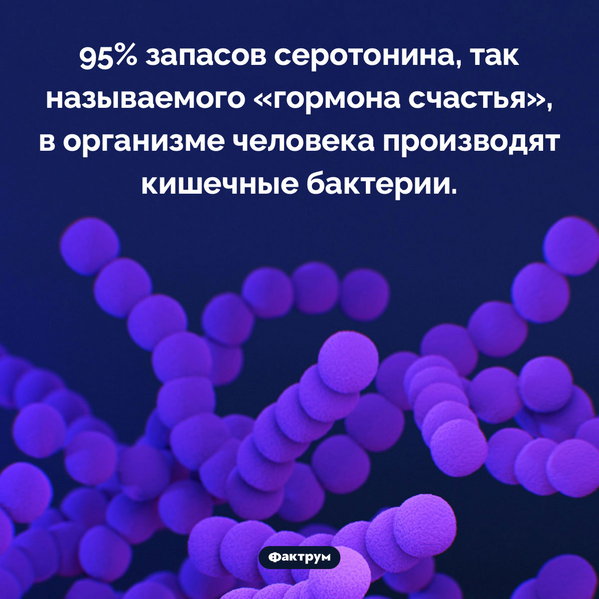 Откуда у человека серотонин. 95% запасов серотонина, так называемого «гормона счастья», в организме человека производят кишечные бактерии.