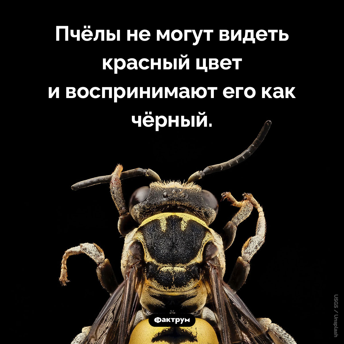 Пчёлы не могут видеть красный цвет. Пчёлы не могут видеть красный цвет и воспринимают его как чёрный.