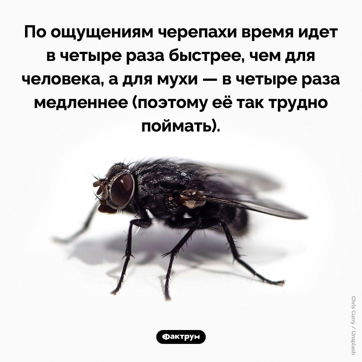 Почему так трудно поймать муху. По ощущениям черепахи время идет в четыре раза быстрее, чем для человека, а для мухи — в четыре раза медленнее (поэтому её так трудно поймать).