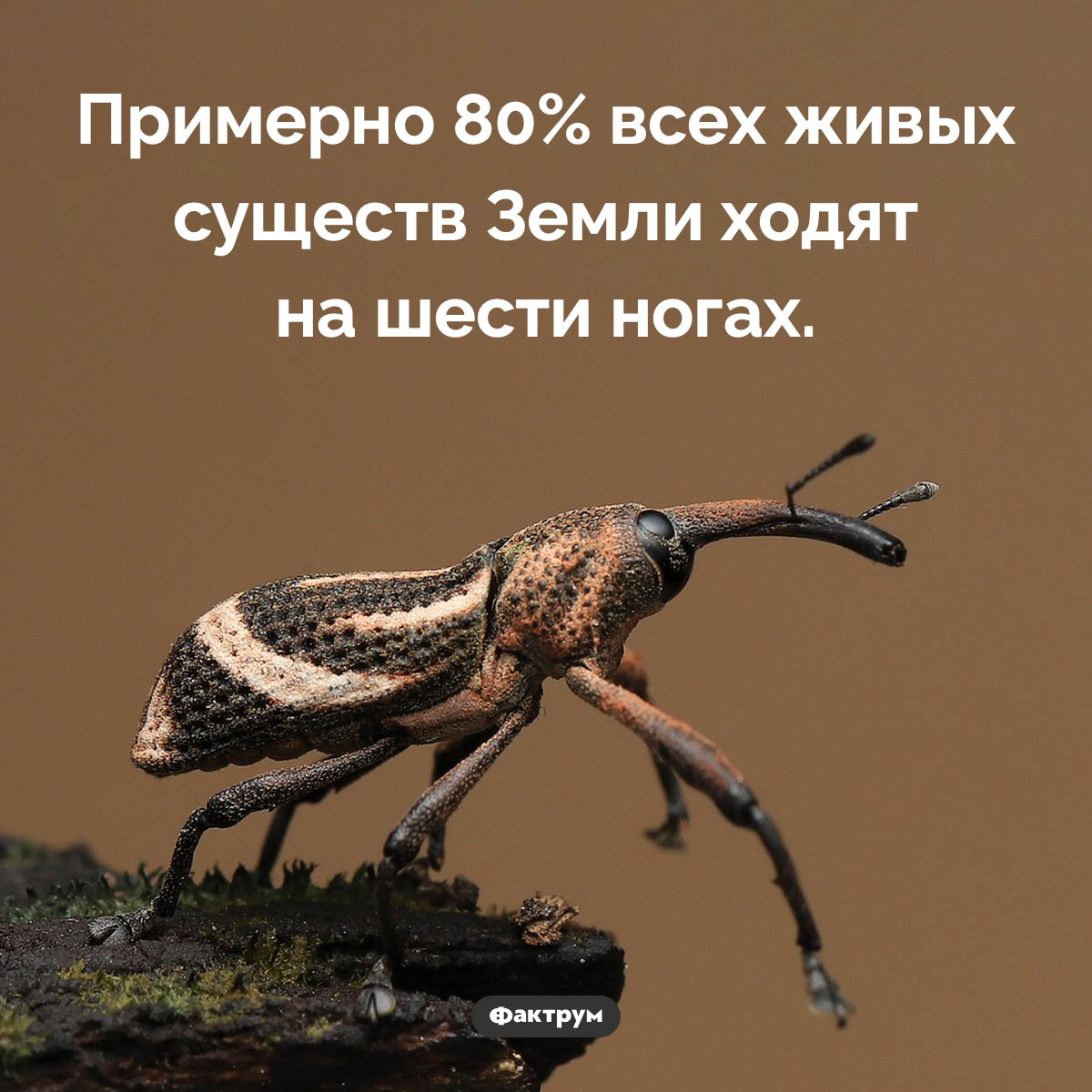 Шестиногие захватили мир. Примерно 80% всех живых существ Земли ходят на шести ногах.