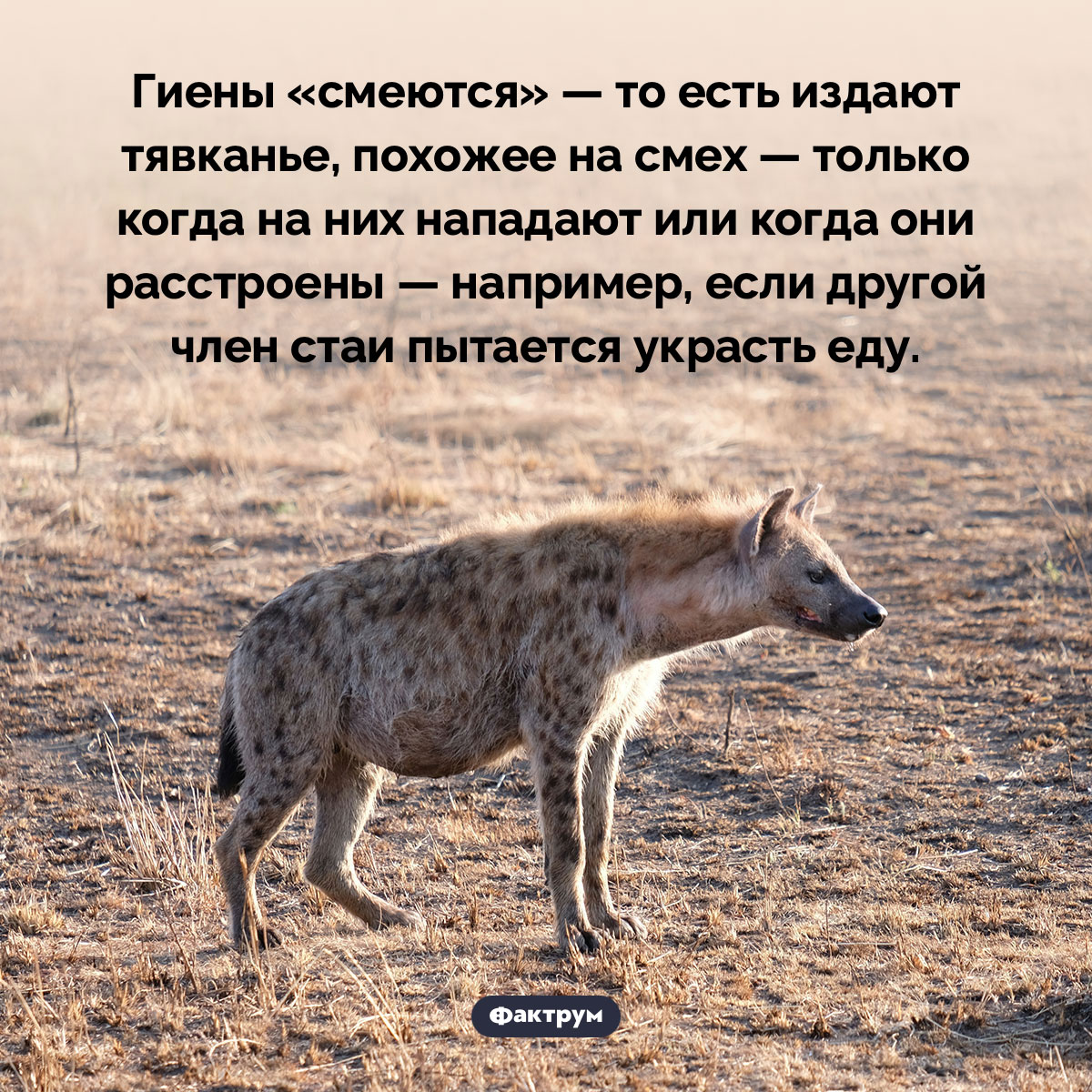 Смеются ли гиены. Гиены «смеются» — то есть издают тявканье, похожее на смех — только когда на них нападают или когда они расстроены — например, если другой член стаи пытается украсть еду.