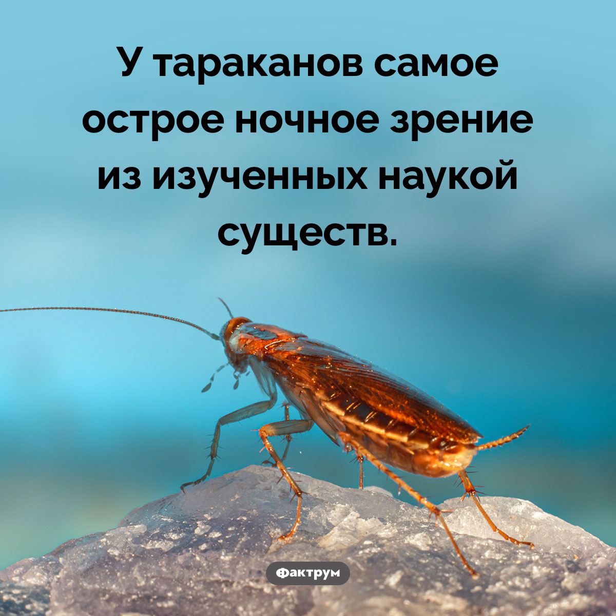 Тараканье зрение. У тараканов самое острое ночное зрение из изученных наукой существ.