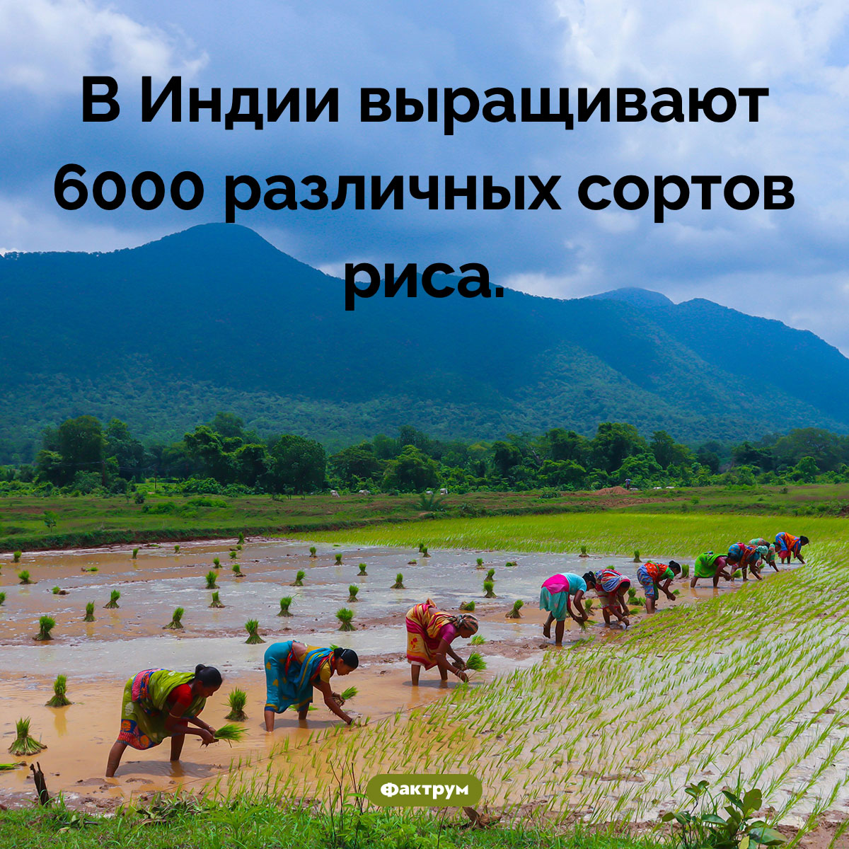 Тысячи сортов риса. В Индии выращивают 6000 различных сортов риса.