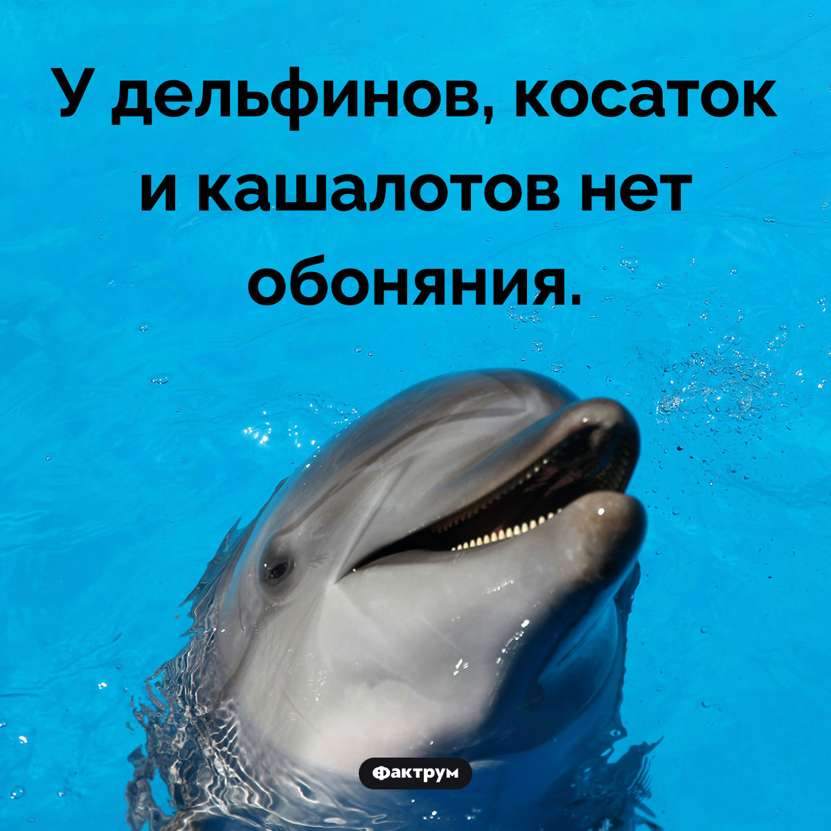У каких животных нет обоняния. У дельфинов, косаток и кашалотов нет обоняния.