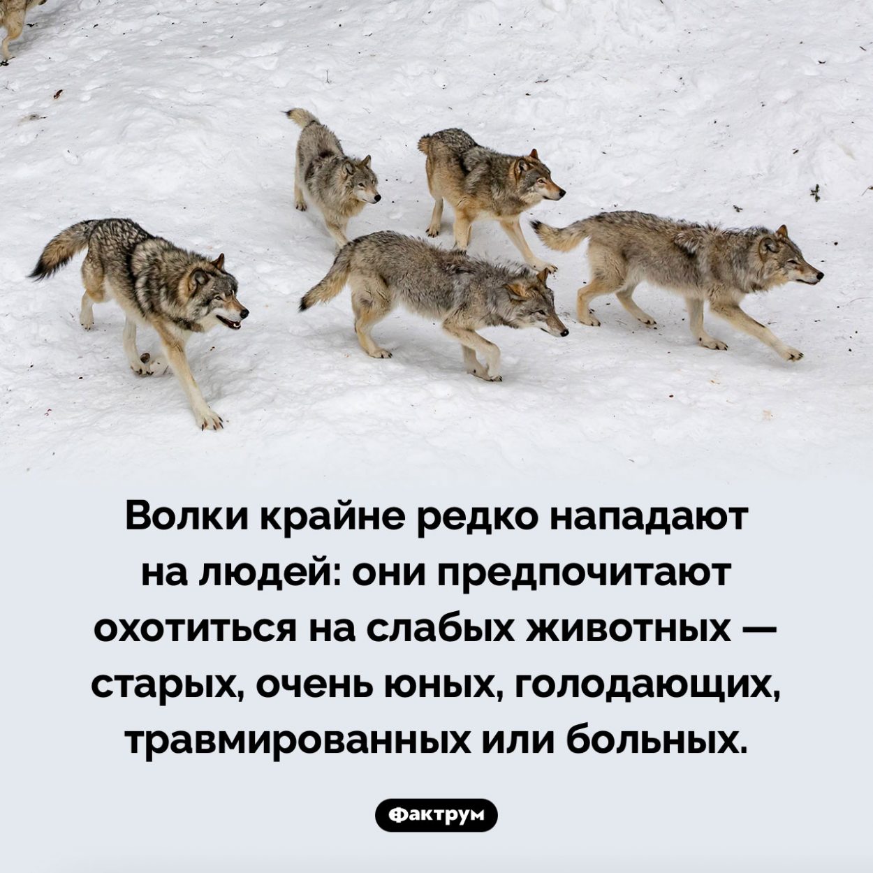 Часто ли волки нападают на людей. Волки крайне редко нападают на людей: они предпочитают охотиться на слабых животных — старых, очень юных, голодающих, травмированных или больных.