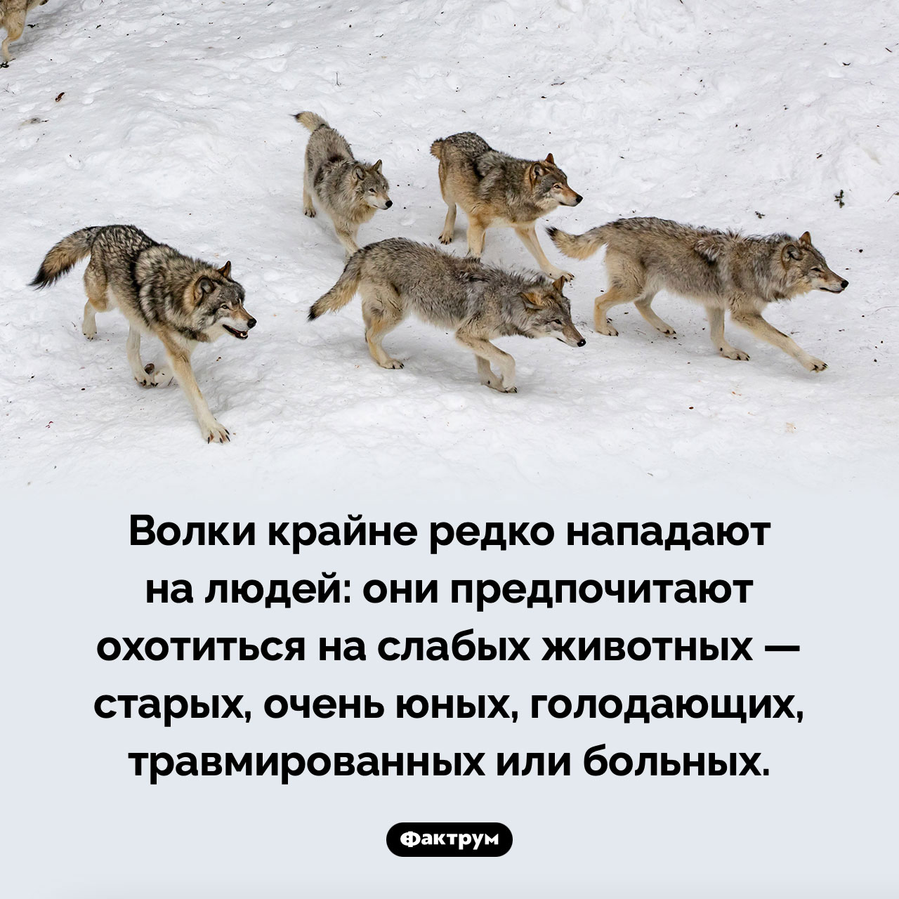 Часто ли волки нападают на людей