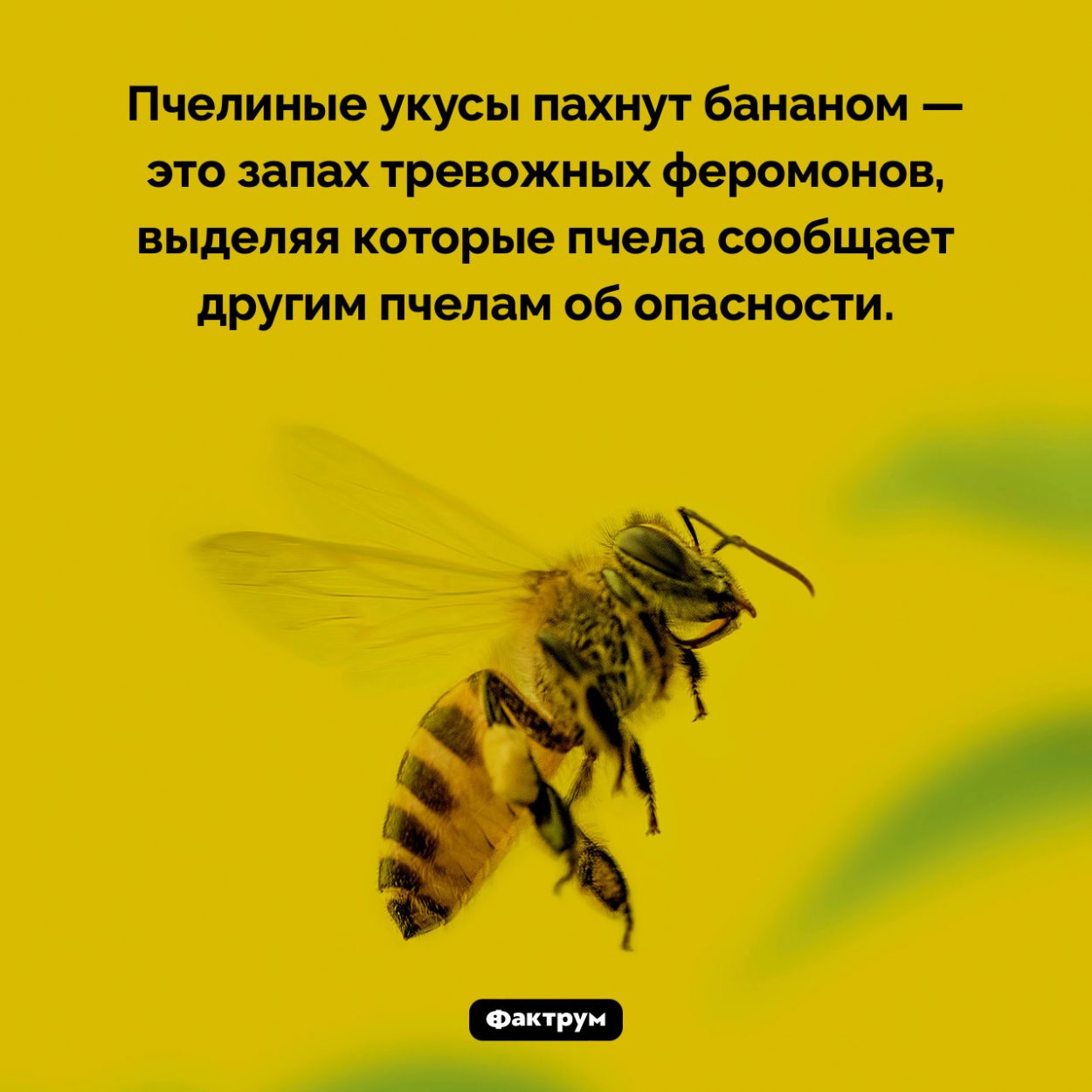 Чем пахнет пчелиный укус. Пчелиные укусы пахнут бананом — это запах тревожных феромонов, выделяя которые пчела сообщает другим пчелам об опасности.