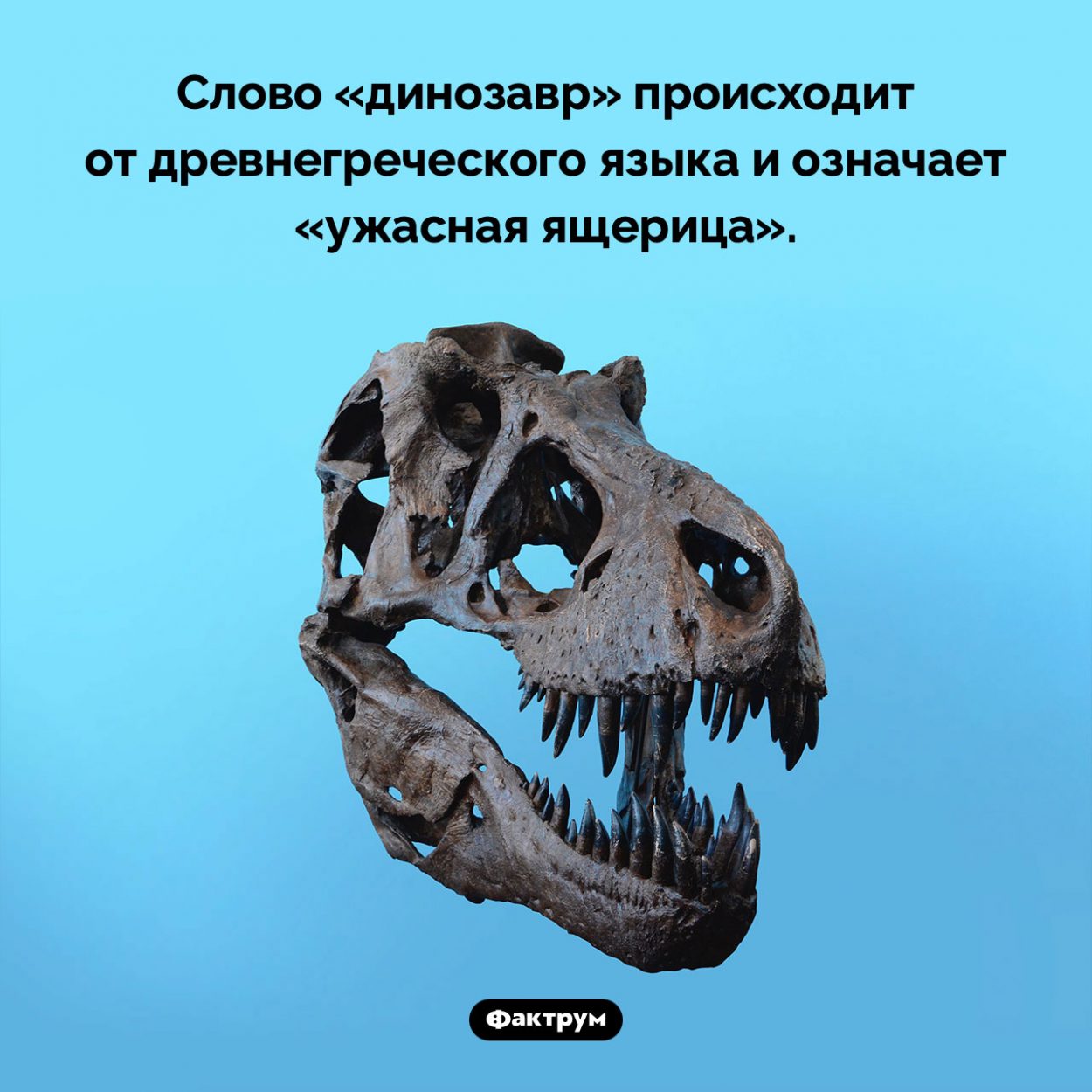 Что означает слово «динозавр». Слово «динозавр» происходит от древнегреческого языка и означает «ужасная ящерица».