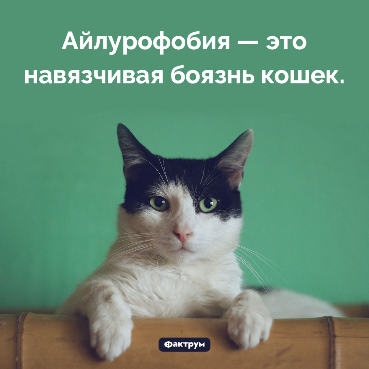 Что такое «айлурофобия». Айлурофобия — это навязчивая боязнь кошек.