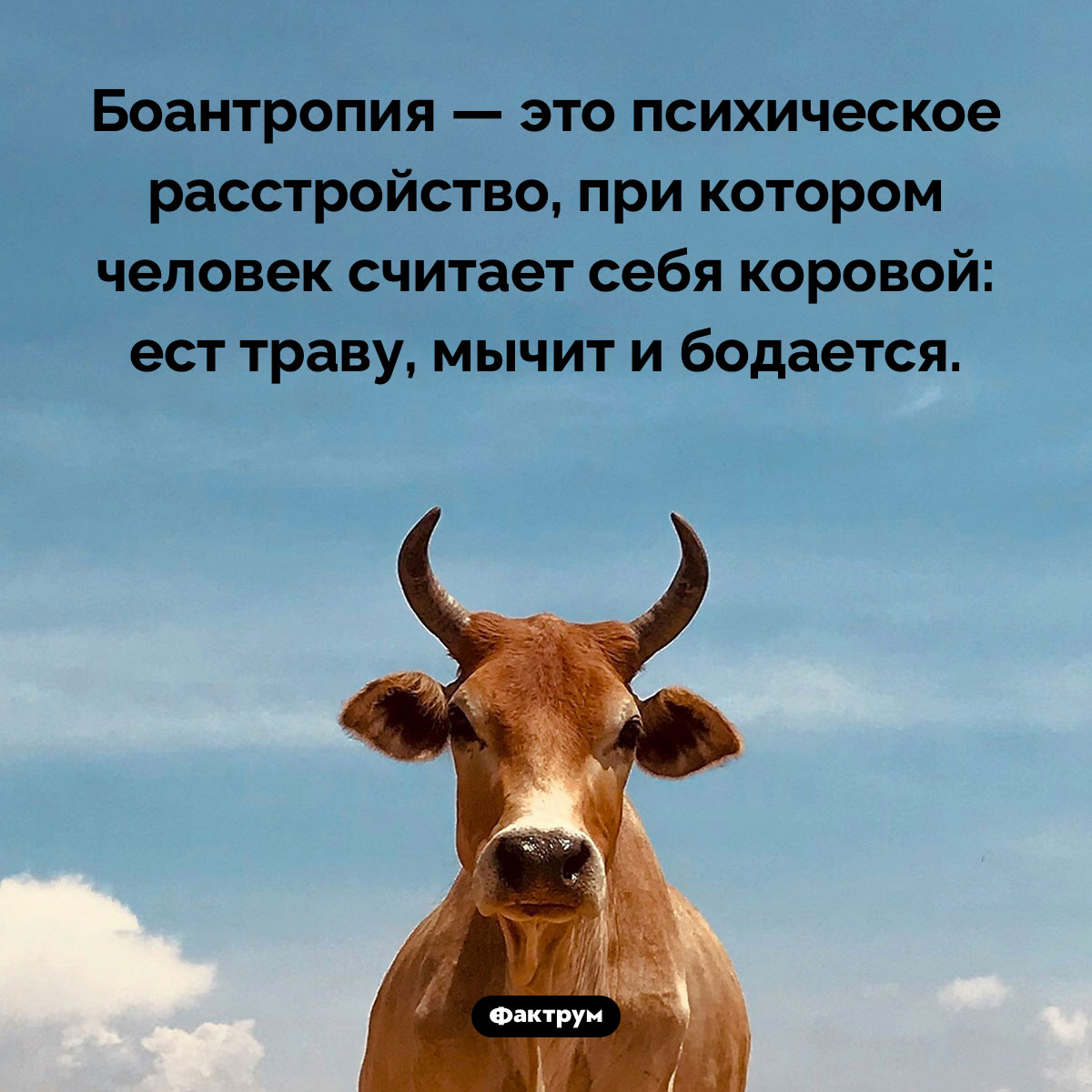 Что такое «боантропия». Боантропия — это психическое расстройство, при котором человек считает себя коровой: ест траву, мычит и бодается.