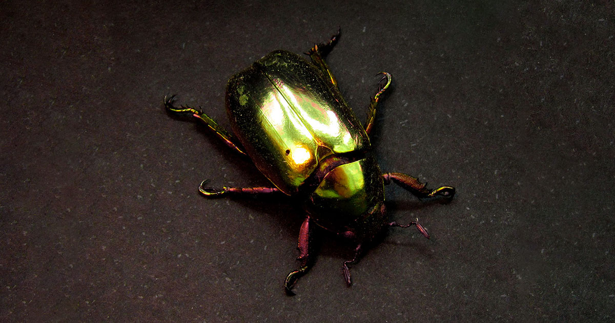 Juk Insect Зеркальные жуки