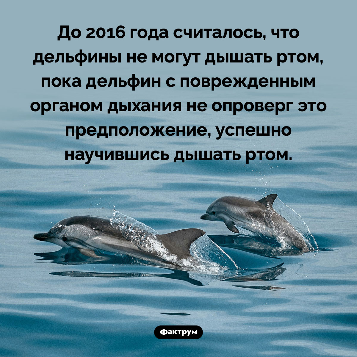 Дельфины могут дышать ртом. До 2016 года считалось, что дельфины не могут дышать ртом, пока дельфин с поврежденным органом дыхания не опроверг это предположение, успешно научившись дышать ртом.