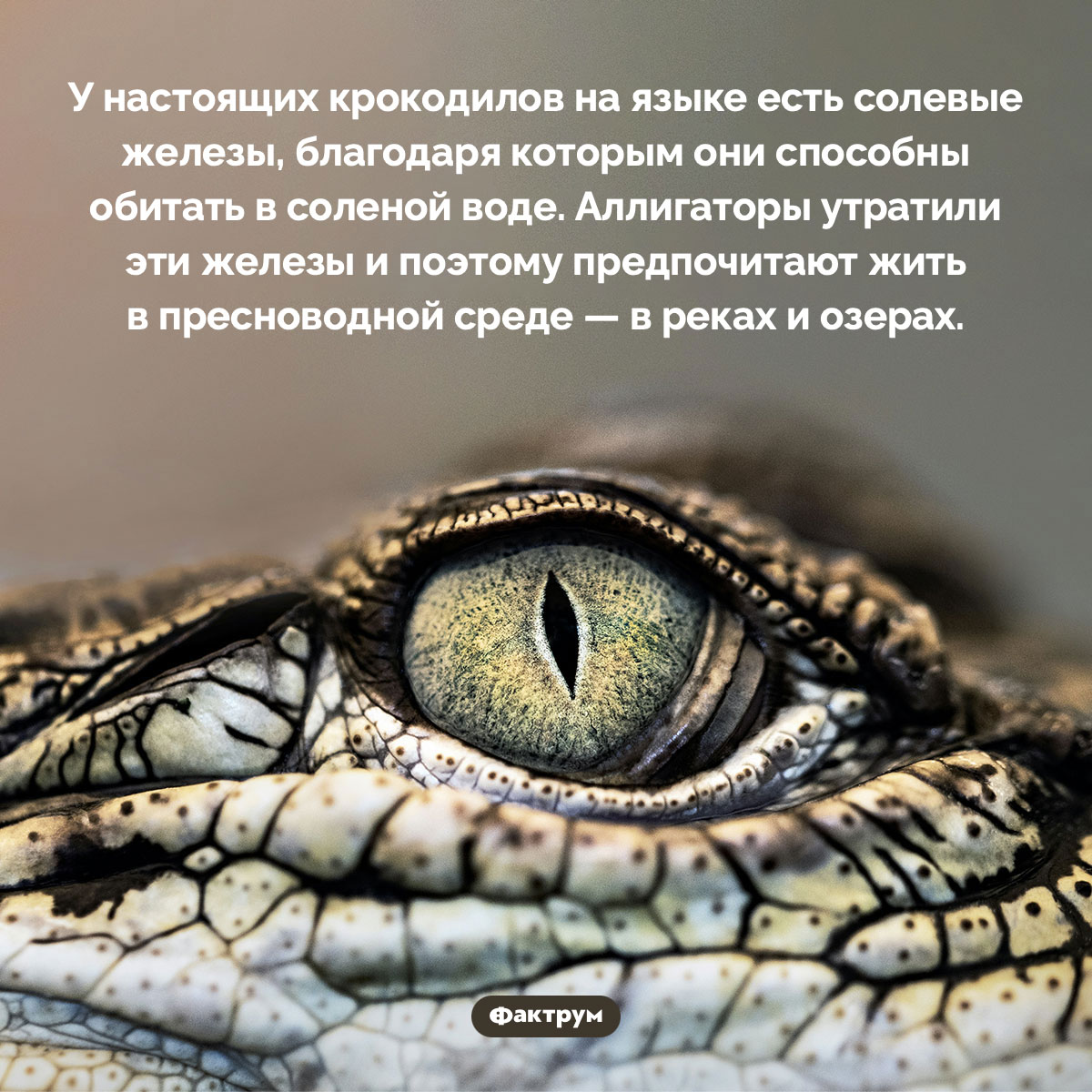 Еще одно отличие крокодилов от аллигаторов. У настоящих крокодилов на языке есть солевые железы, благодаря которым они способны обитать в соленой воде. Аллигаторы утратили эти железы и поэтому предпочитают жить в пресноводной среде — в реках и озерах.