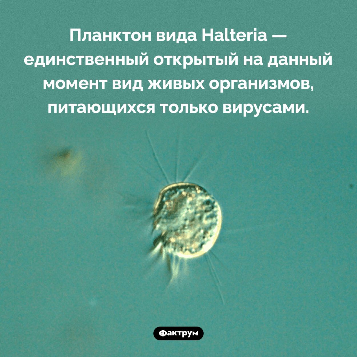 Кто питается вирусами. Планктон вида Halteria — единственный открытый на данный момент вид живых организмов, питающихся только вирусами.
