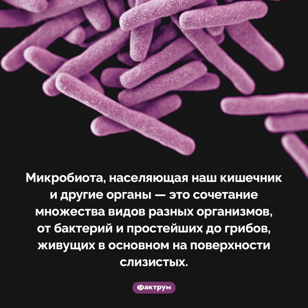 Кто живет внутри нас. Микробиота, населяющая наш кишечник и другие органы — это сочетание множества видов разных организмов, от бактерий и простейших до грибов, живущих в основном на поверхности слизистых.