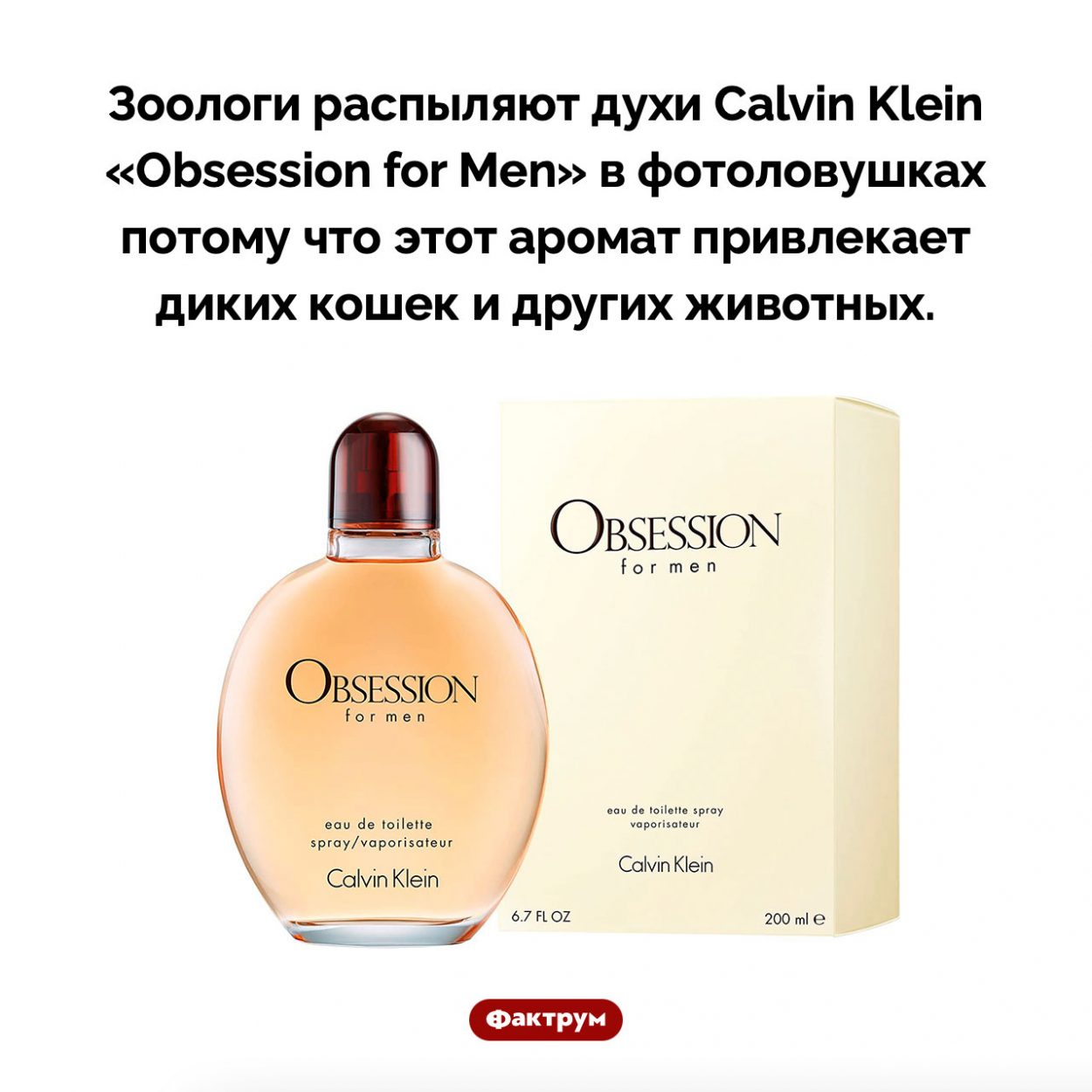 «Obsession for Cats». Зоологи распыляют духи Calvin Klein «Obsession for Men» в фотоловушках потому что этот аромат привлекает диких кошек и других животных.